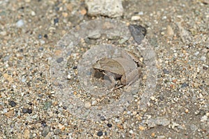 Ornate Narrow-Mouthed Frog in Ryukyu Island,Japan