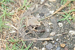 Ornate Narrow-Mouthed Frog in Ryukyu Island,Japan
