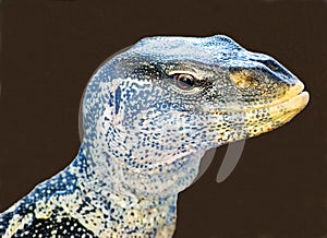 Ornate Nile monitor lizard