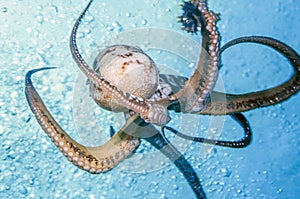 Ornate octopus, Callistoctopus ornatus photo