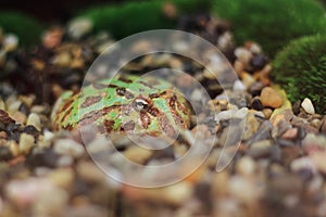 Ornate pacman frog