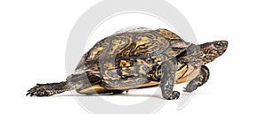 Ornate or painted wood turtle, Rhinoclemmys pulcherrima