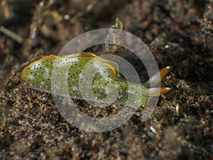 Ornate sapsucking slug photo