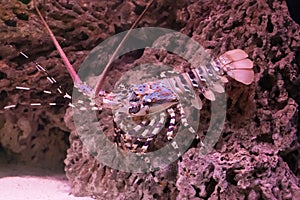 Ornate spiny rock lobster walking over a stone under water, a big crayfish from the tropical ocean