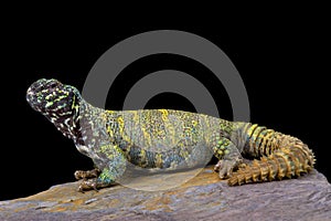 Ornate spiny-tailed lizard (Uromastyx ornata ornata)