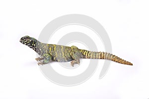 Ornate spiny-tailed lizard (Uromastyx ornata ornata)