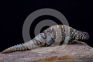 Ornate spiny-tailed lizard (Uromastyx ornata ornata)