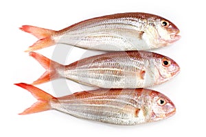 Ornate Threadfin Bream,on white background.