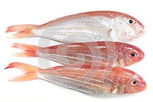 Ornate Threadfin Bream,on white background.