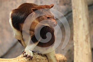 Ornate tree-kangaroo