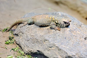 Ornate uromastyx mastigure lizard