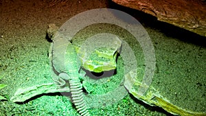 Ornate Uromastyx Uromastyx ornata, commonly called the ornate mastigure, is a species of lizard in the family Agamidae
