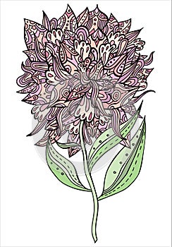 Ornate whimsical pink peony flower. Vector floral illustration