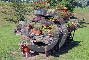 Ornate wooden cart full of blooming flowers in the Meadow