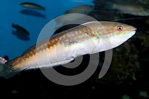 Ornate Wrasse