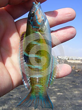 Ornate wrasse (Thalassoma pavo). Fish caught off the coast of Spain.