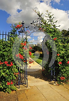 Ornate wrought iron, floral gate