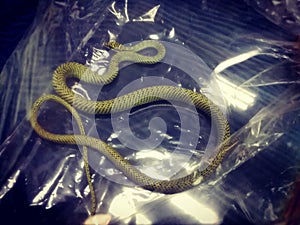 Ornated Gliding Snake was put in plastic sac.