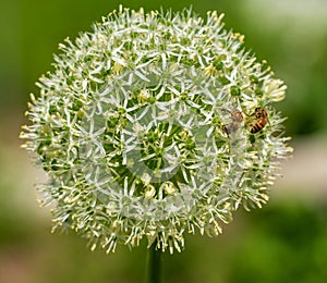 Ornemental Garlic at Montreal botanical garden