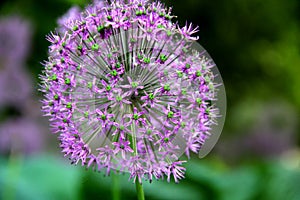 Ornemental onion