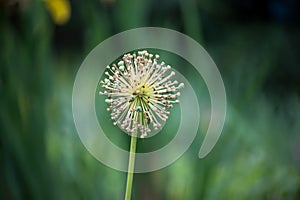 ornemental onion flower in a public garden