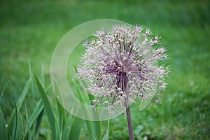 ornemental onion flower in a public garden