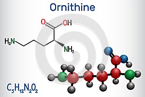 Ornithine non-proteinogenic amino acid molecule, is used in the urea cycle. Structural chemical formula and molecule model