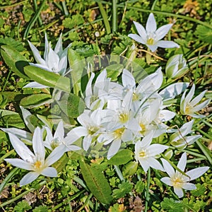 Ornithogalum