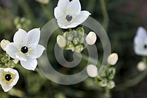 Ornithogalum Arabicum flowers in the garden