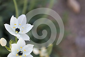 Ornithogalum Arabicum flowers in the garden