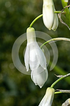 Ornithogalum Candicans