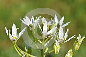 Ornithogalum cuspidatum flower closeup , flora Iran