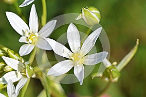 Ornithogalum cuspidatum flower closeup , flora Iran photo