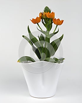 Ornithogalum dubium