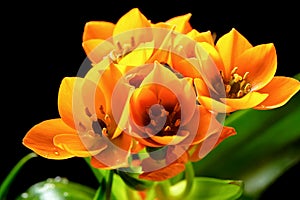 Ornithogalum dubium Doubtful Birds bright orange flowers close-up on black background photo