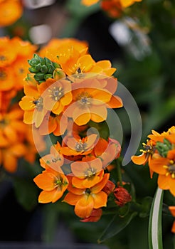 ornithogalum dubium photo