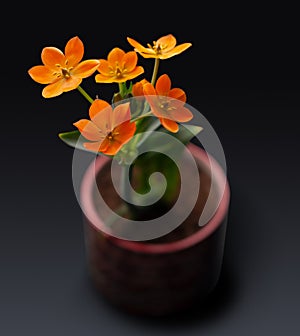 Ornithogalum dubium orange, flower of the lily family