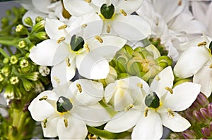 Ornithogalum flowers