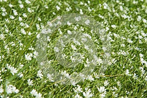 Ornithogalum flowers