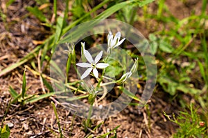 Ornithogalum flowers. beautiful bloom in the spring garden.