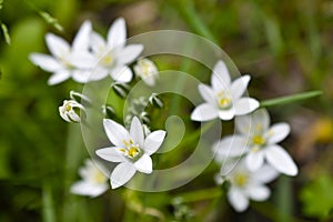 Ornithogalum is a genus of perennial bulbous herbaceous plants of the hyacinth subfamily hyacinthaceae of the asparagus family