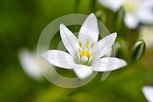 Ornithogalum is a genus of perennial bulbous herbaceous plants of the hyacinth subfamily hyacinthaceae of the asparagus family