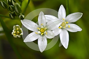 Ornithogalum is a genus of perennial bulbous herbaceous plants of the hyacinth subfamily hyacinthaceae of the asparagus family