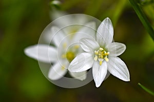 Ornithogalum is a genus of perennial bulbous herbaceous plants of the hyacinth subfamily hyacinthaceae of the asparagus family