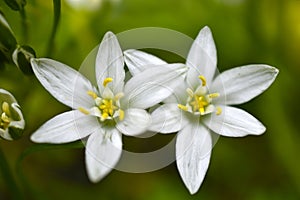 Ornithogalum is a genus of perennial bulbous herbaceous plants of the hyacinth subfamily hyacinthaceae of the asparagus family