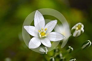 Ornithogalum is a genus of perennial bulbous herbaceous plants of the hyacinth subfamily hyacinthaceae of the asparagus family