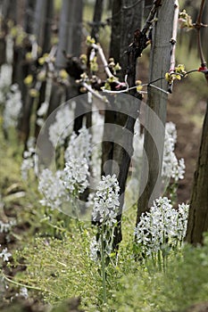 Ornithogalum nutans photo