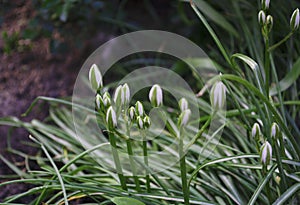 Ornithogalum plant with the image of white hyacinths. The botanical family of ornithogalum is lily. Morphology buds, lily family.