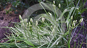 Ornithogalum plant with the image of white hyacinths. The botanical family of ornithogalum is lily. Morphology buds, lily family.