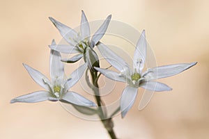 Ornithogalum species beautiful soft-colored flower and cerulean texture
